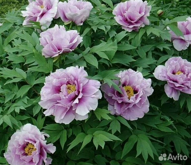 Пион Древовидный