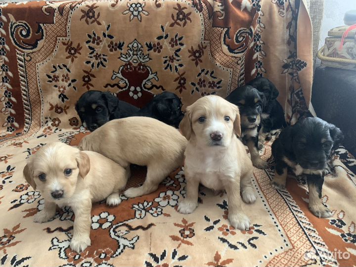 Продаются щенки спаниеля