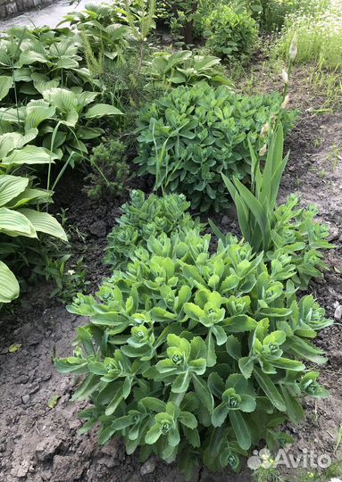 Очиток розовый