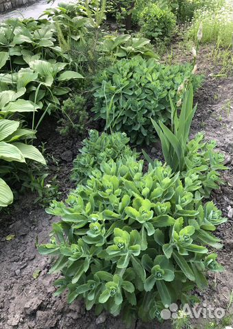 Очиток розовый