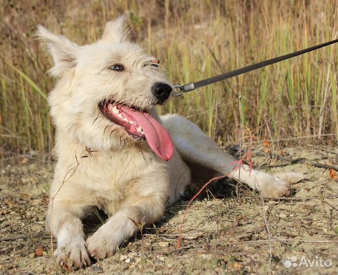 Собака Буся