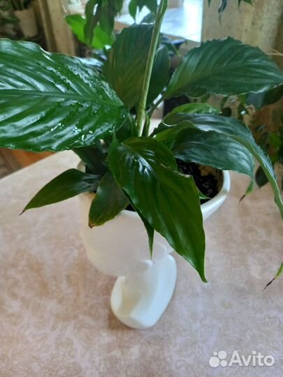 Замиокулькас