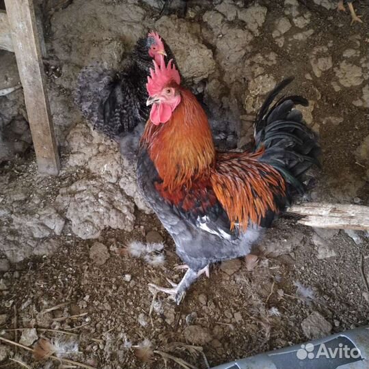 Маран. Мильфлёр. Китайцы,Кохи