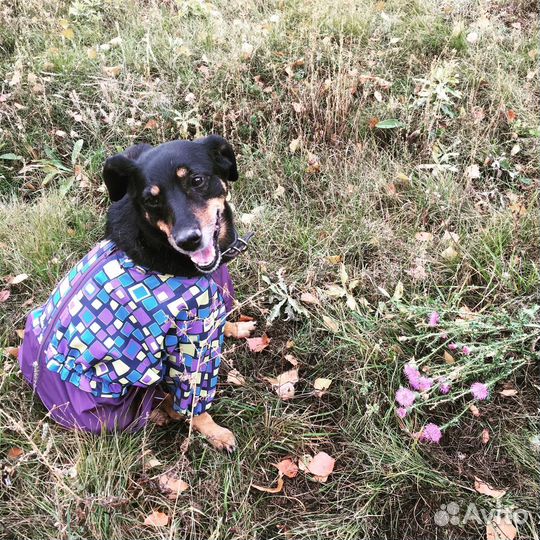 Комбинезон дождевик для собак средних пород