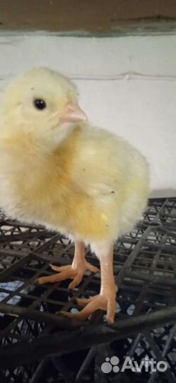 Цыпленок
