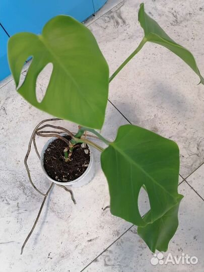 Монстеры вариегатные