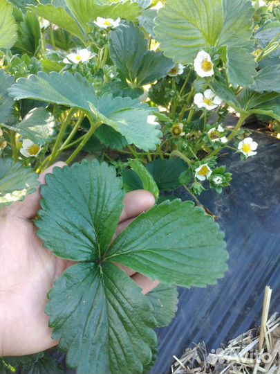 Рассада клубники ремонтантная