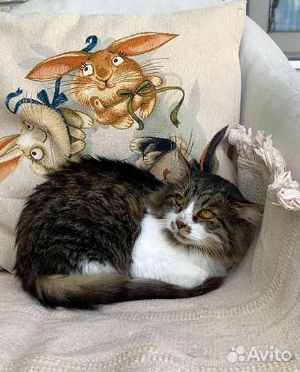 Удивительный спокойный добряк Кот Тишка