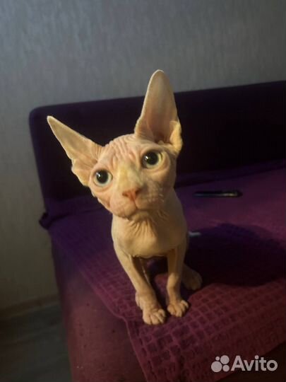 Канадский сфинкс