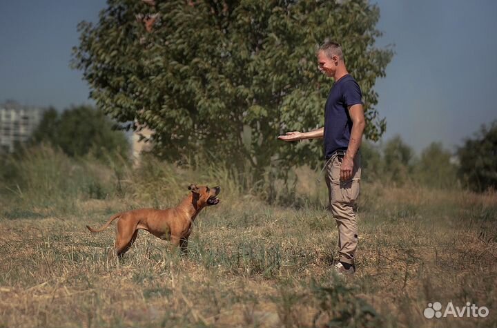 Передержка собак, воспитание с проживанием