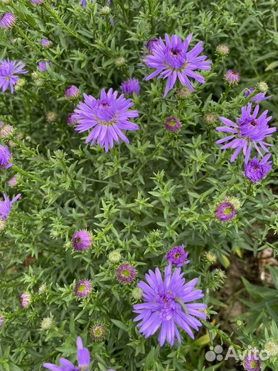 Цветы хризантемы ромашки