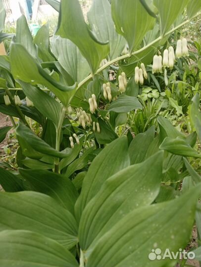 Многолетники, ампельные растения, почвопокровные