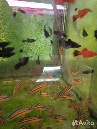 Аквариумные рыбки