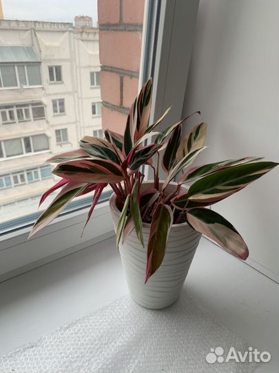 Комнатные цветы