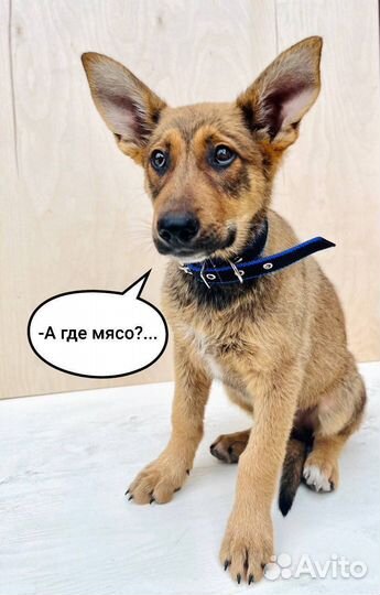 Щенок в добрые руки