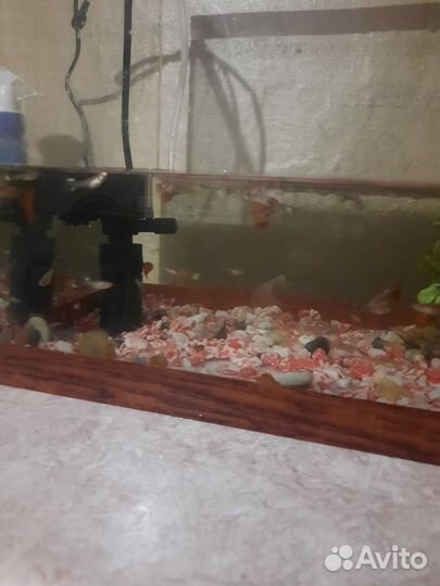 Аквариумные рыбки гуппи