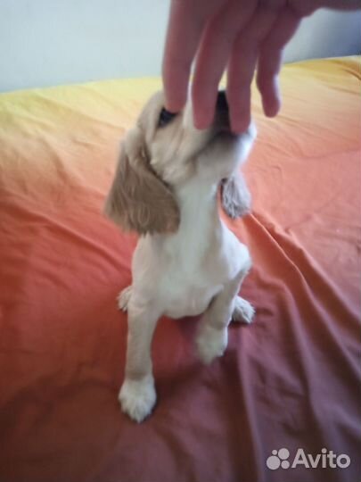 Щенки от ам. кокера