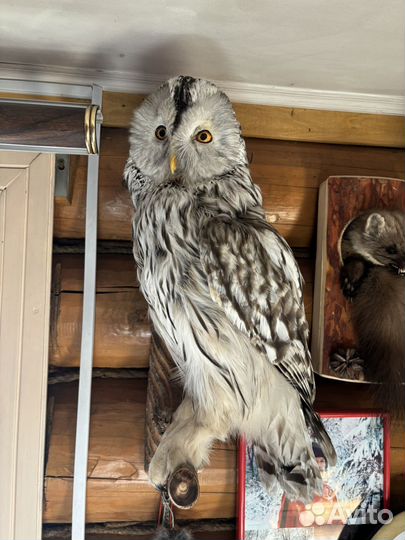 Чучела животных