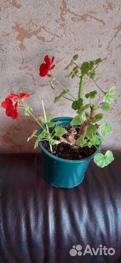 Пеларгония герань. Зональная, сортовая. Маточники