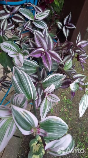 Укорененные черенки традесканции