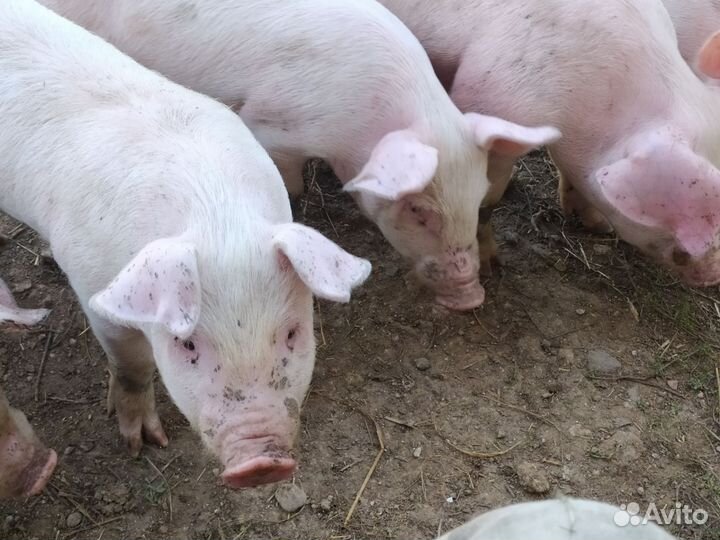 Поросята дюрок