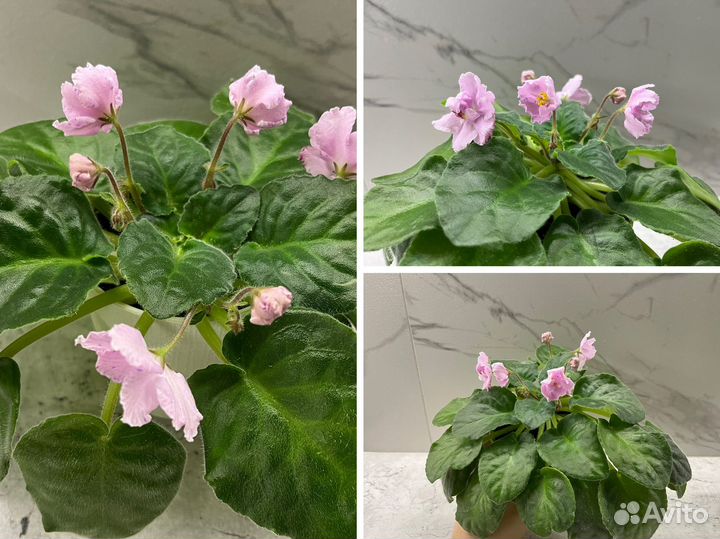 Гиппеаструм, монстера, фиалка, хлорофитум