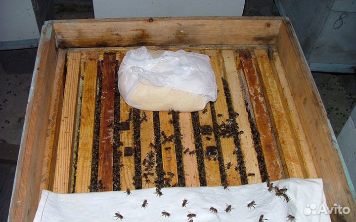 Продам Канди (сахаро-медовая) лечебная подкормка