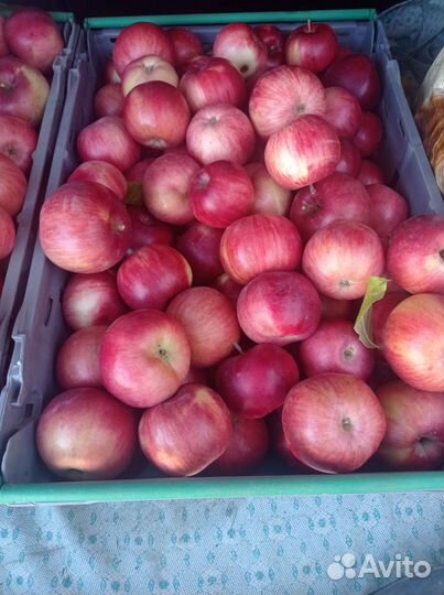 Яблоки зимние