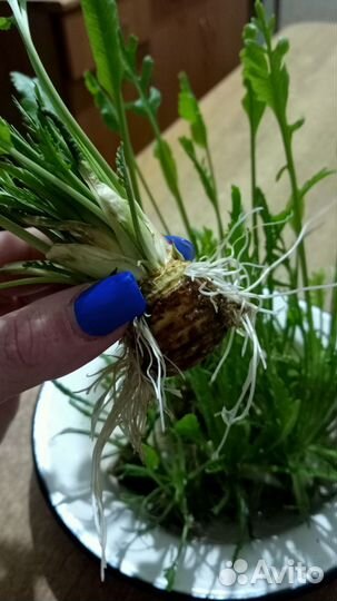 Корень хрена