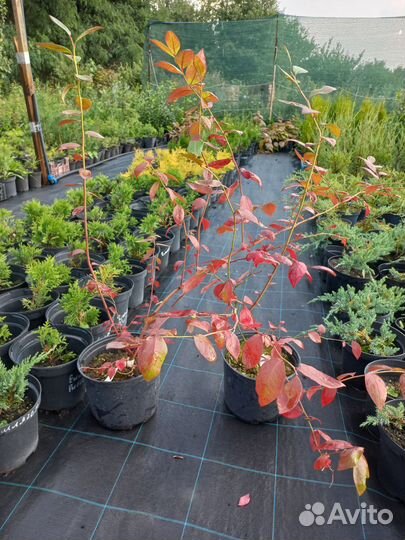 Голубика Патриот