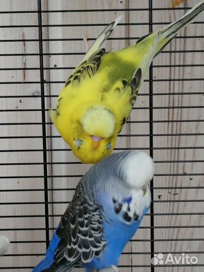 Выставочный волнистый попугай