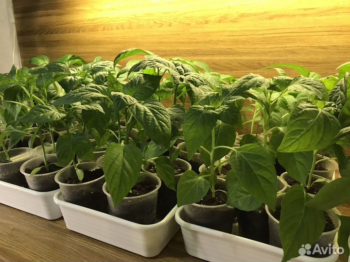 Рассада сладкого перца