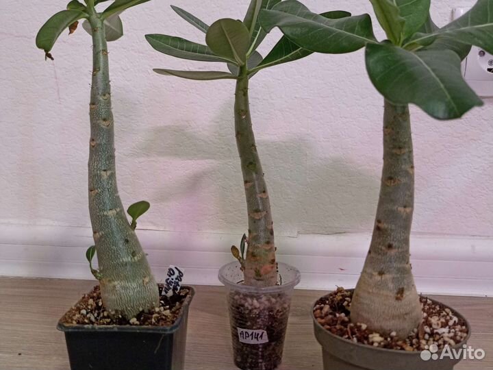 Адениум арабикум