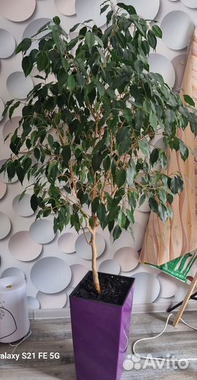 Фикус бенджамина