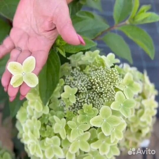 Гортензия Мателлика