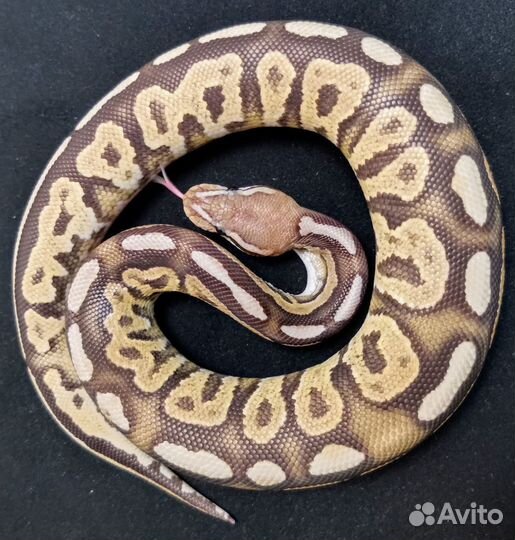 Королевская змея