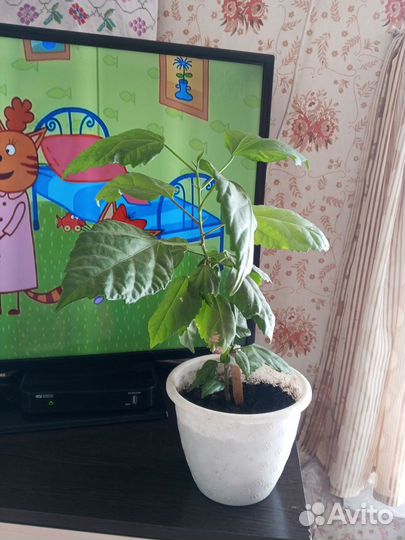 Комнатный цветок