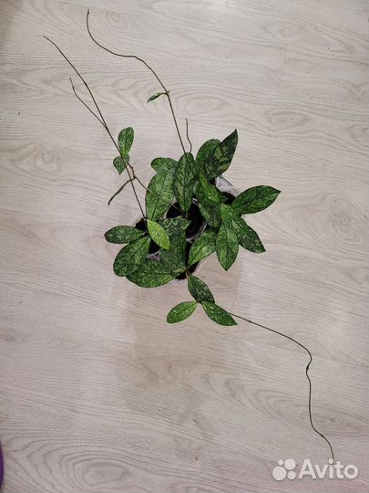 Хойи сортовые