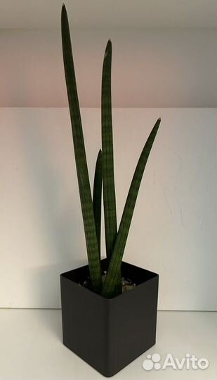 Сансевиерия цилиндрика