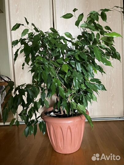 Фикус бенджамина
