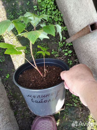 Малина вайолет ремонтантная