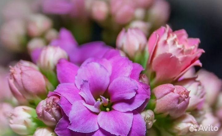 Пеларгонии, каланхоэ, декабристы