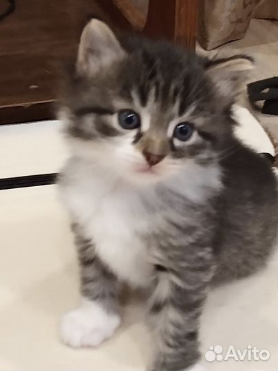 Котенок мальчик