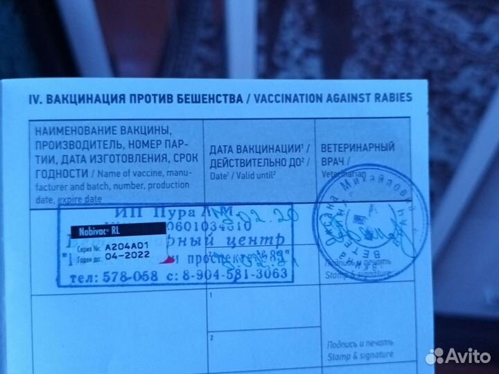 Немецкий шпиц девочка