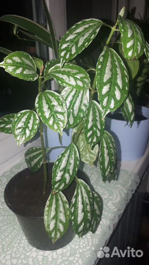 Пилея кадье