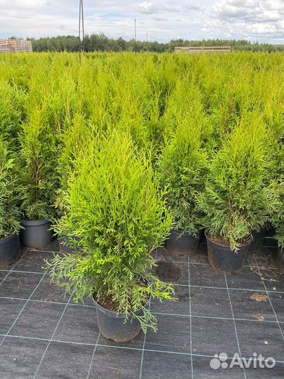 Туя Смарагд 80 см