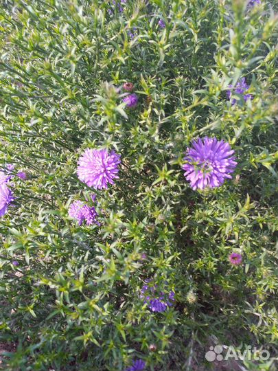 Астра многолетняя