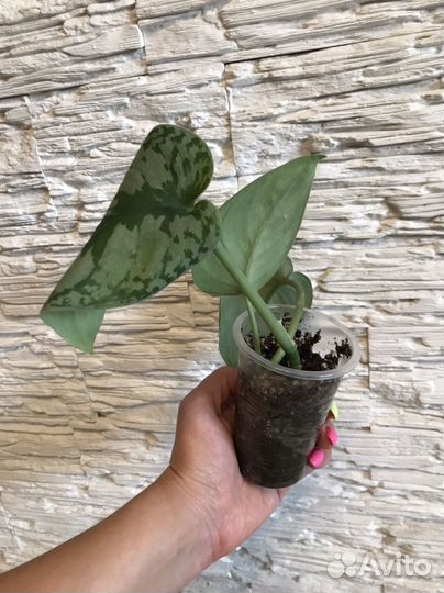 Сциндапсус пиктус треби