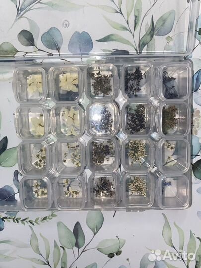 Сухоцветы для маникюра