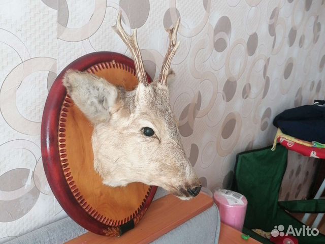 Чучело головы косули